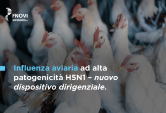 Focolaio di influenza aviaria ad alta patogenicità